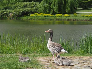 Gänse am See